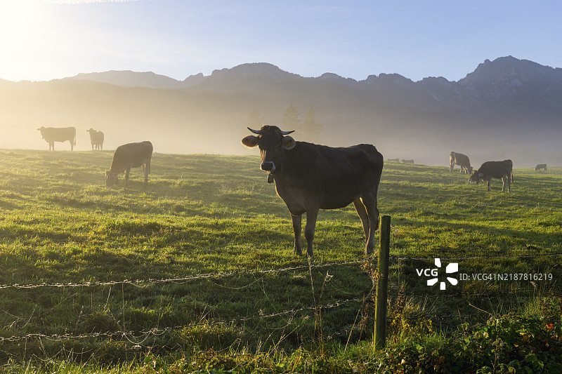 在德国巴伐利亚州奥斯塔尔高的菲森附近，牛群在晨雾弥漫的草地上吃草，背景是高耸的山脉。图片素材