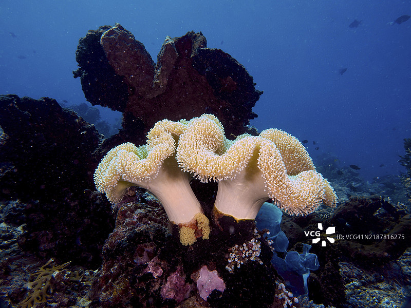 大型柔软的珊瑚，蘑菇皮革珊瑚（Sarcophyton glaucum），位于清澈深水的海床上，潜水地点为亲密接触，位于印度尼西亚巴厘岛的佩穆特兰。图片素材