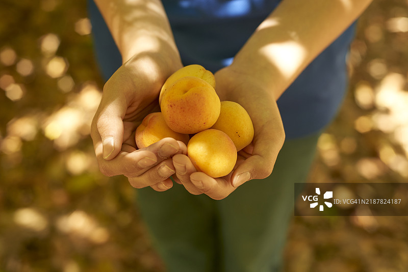 少年在果园里手持新鲜采摘的杏子图片素材