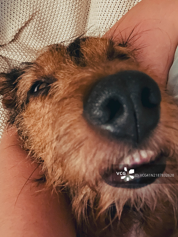 搞笑的小型犬表情，张嘴睡觉，眼睛歪歪的图片素材