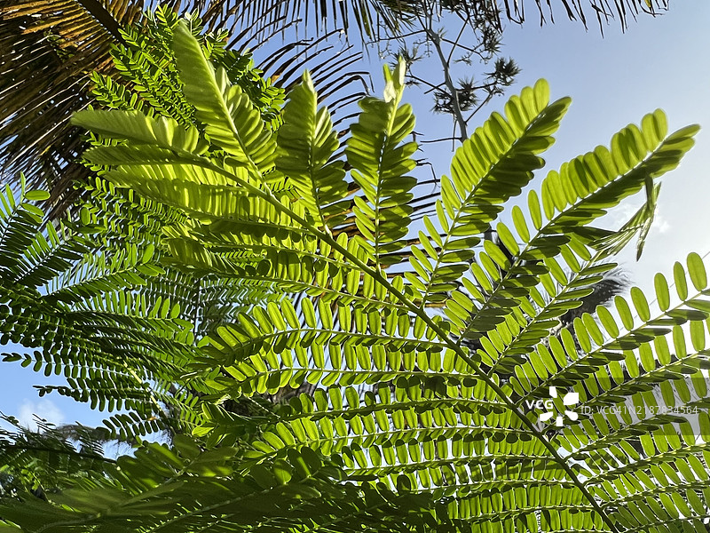 孔雀花的叶子图片素材