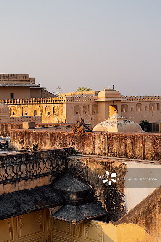 黄昏时分，猴子在黄色的纳哈加尔堡顶上广角拍摄。图片素材