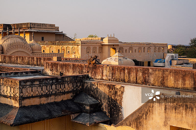 黄昏时分，猴子在黄色的纳哈加尔堡顶上广角拍摄。图片素材