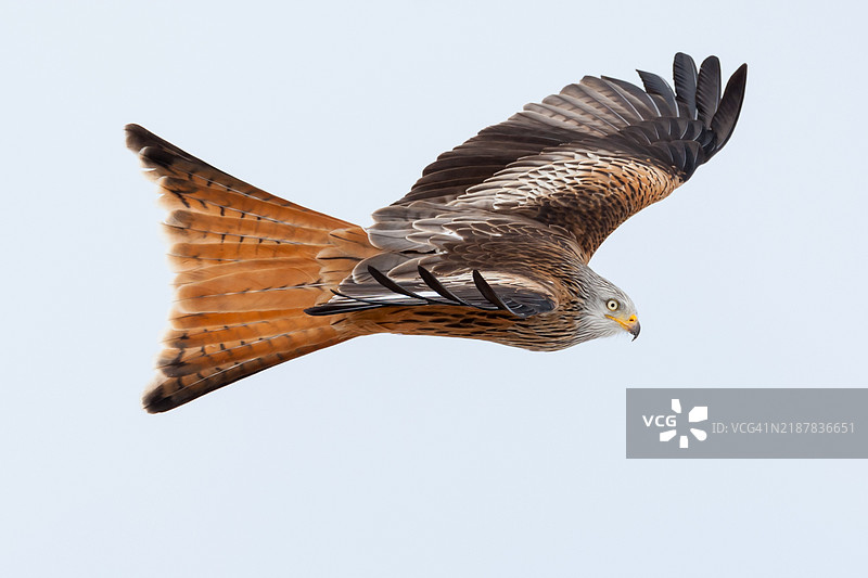 红鸢在飞行中2图片素材