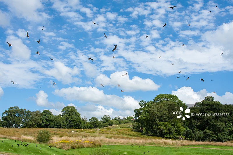 红鸢在喂食站上空盘旋。图片素材