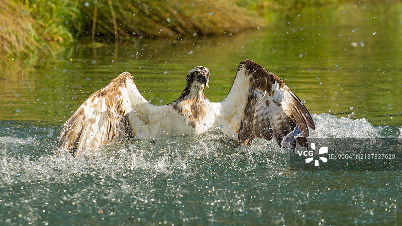 鱼鹰在水中展翅飞翔图片素材