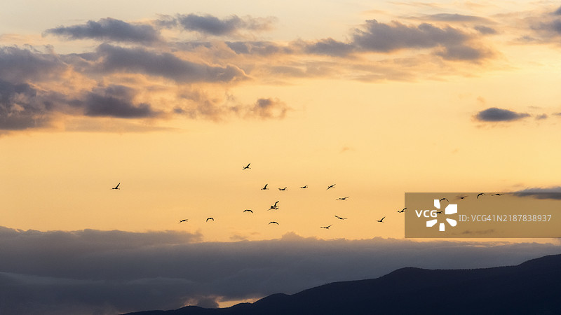 黄色的火烈鸟图片素材