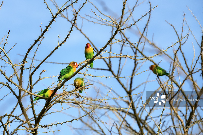 费舍尔爱情鸟图片素材