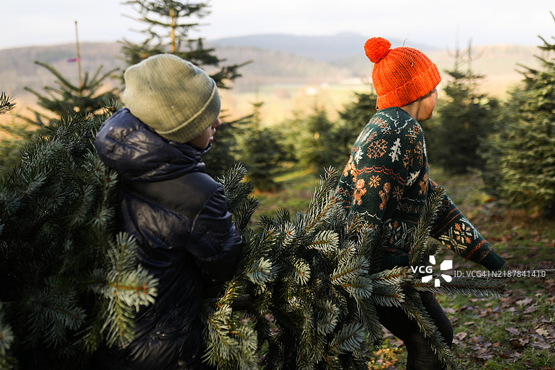 两个男孩抬着刚砍下来的圣诞树。图片素材