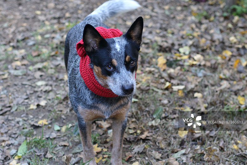 戴着红绿毛线围巾的狗图片素材