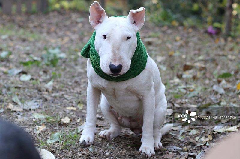 戴着红绿毛线围巾的狗图片素材