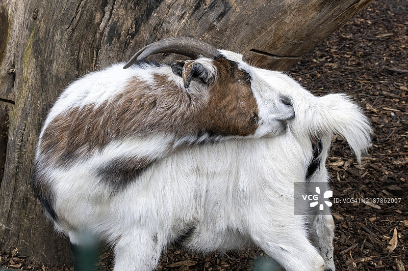 一只山羊在抓痒图片素材