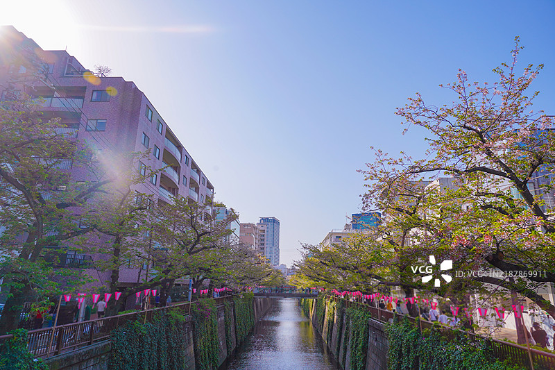 公园里的樱花树景观图片素材