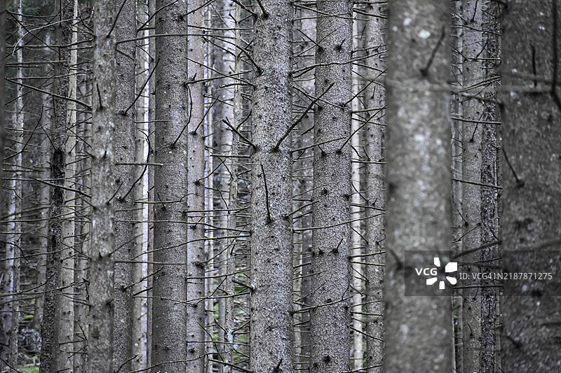 贝希特斯加登国家公园的云杉单一栽培，抽象，非自然森林的象征，林业，易受气候变化影响，巴伐利亚，德国，欧洲图片素材