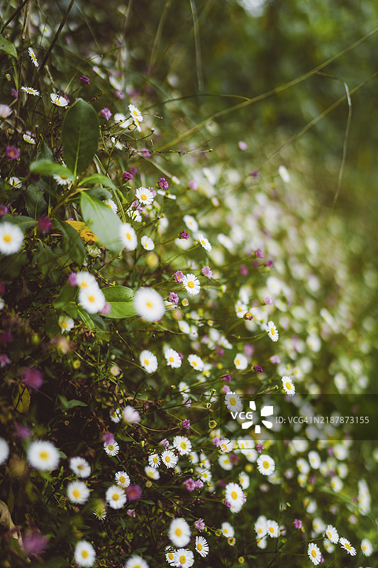 新西兰纳皮尔的春天草甸，盛开着小白花。图片素材