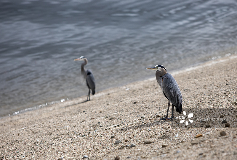 湖岸边的两只灰鹭图片素材