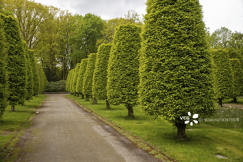 修剪成形的山榆（Carpinus betulus）图片素材