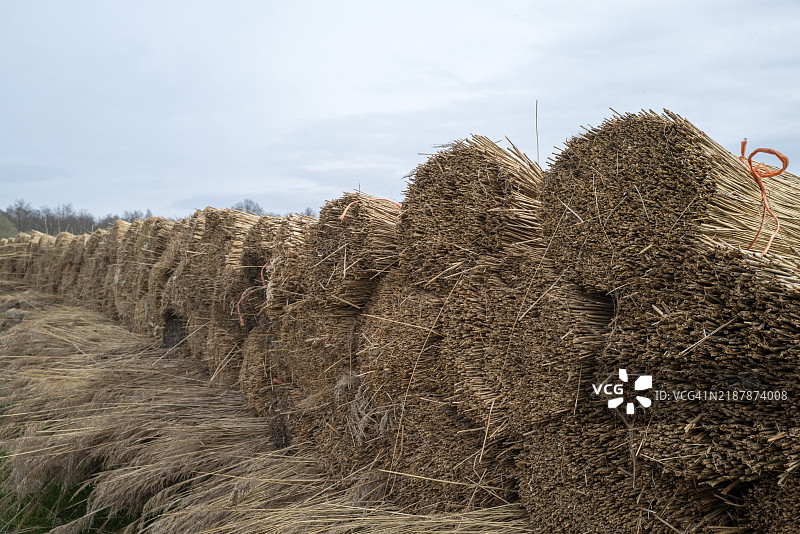 收获的芦苇草束图片素材
