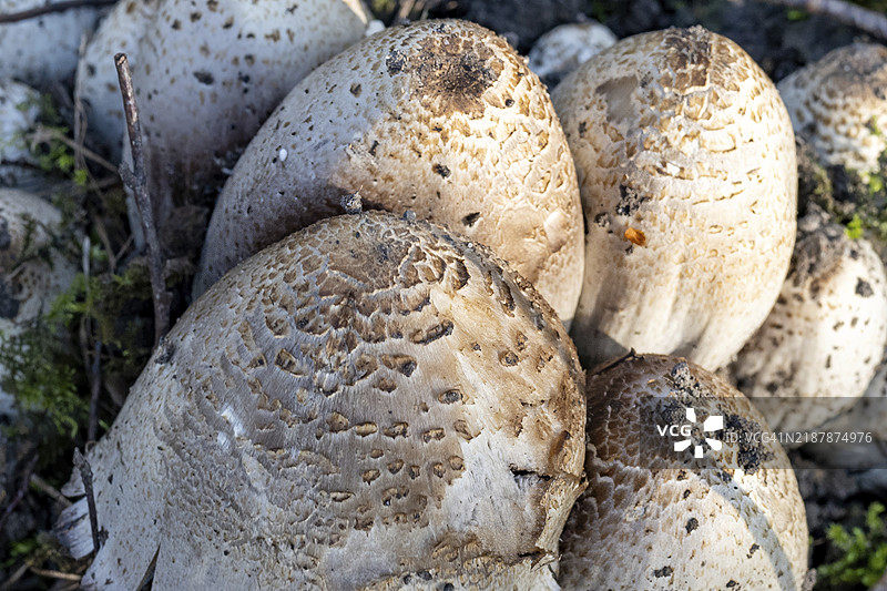 春天的蘑菇头图片素材