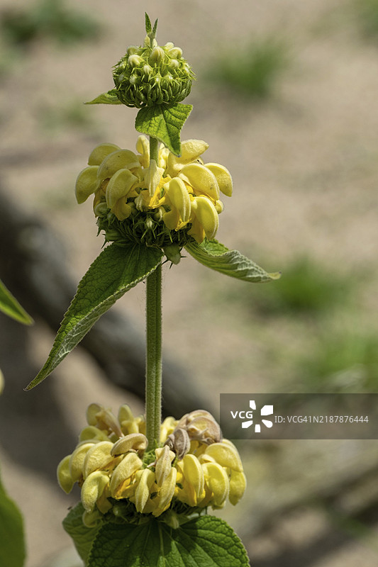 黄花植物 Phlomis russeliana图片素材
