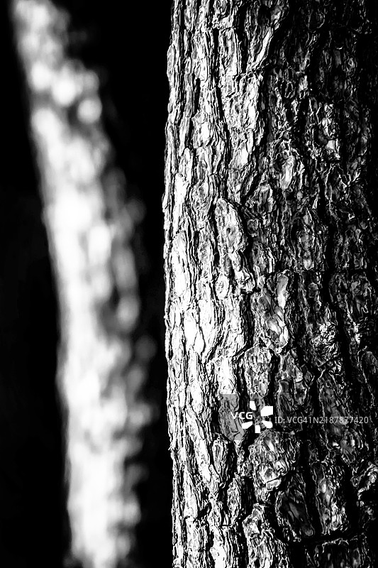 黑白色的树皮纹理图片素材