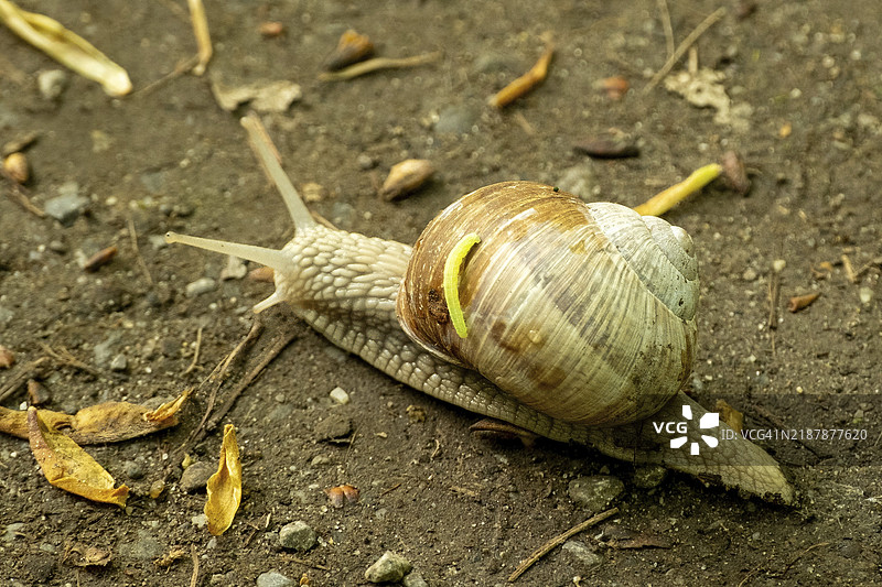 蜗牛和小虫子图片素材