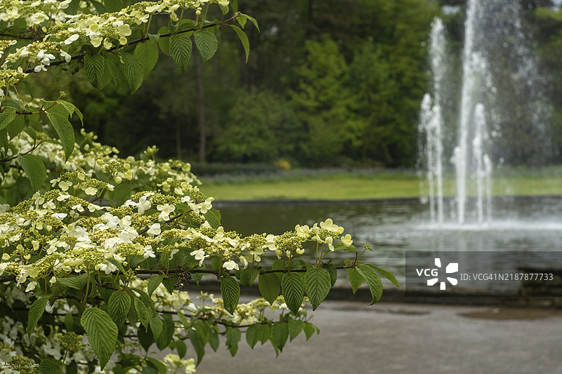白色花朵的平叶忍冬，背景是一座喷泉图片素材