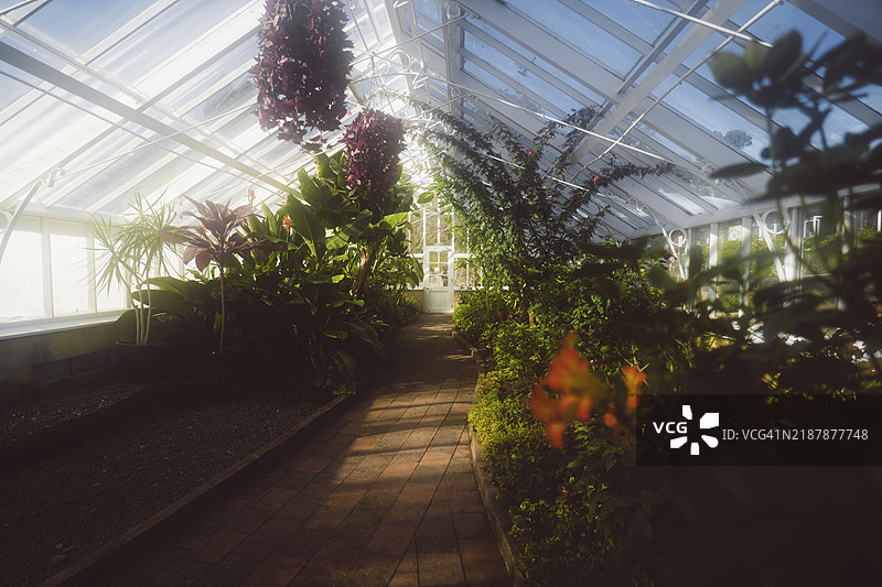 一个充满郁郁葱葱植物的温室，阳光透过窗户洒入，位于新西兰达尼丁，南太平洋地区。图片素材