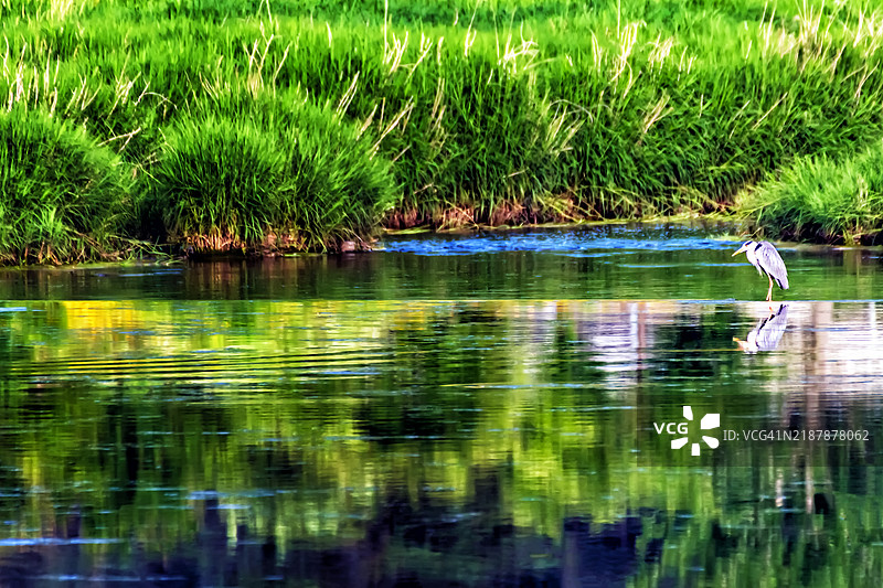 宁静的湿地倒影与一只苍鹭图片素材