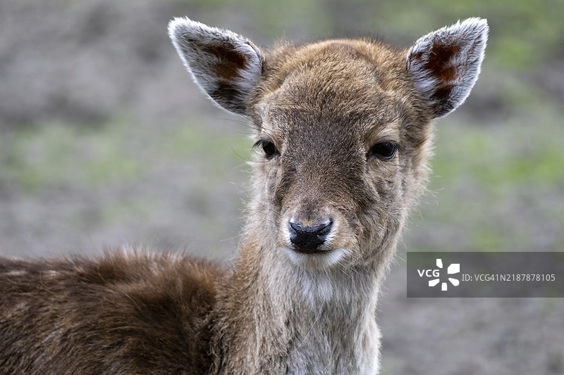 年轻的梅花鹿肖像图片素材