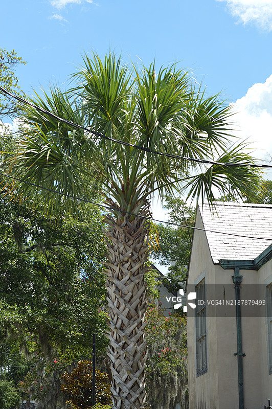 棕榈树图片素材