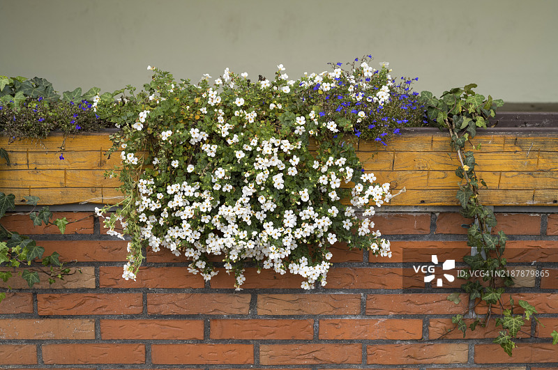 cascading white flowers and ivy leaves create a vibrant display against a brick wall, adding a touch of nature to urban architecture图片素材