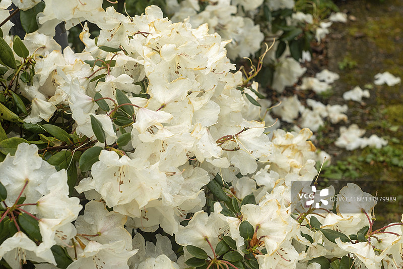 春天盛开的白色和黄色杜鹃花图片素材