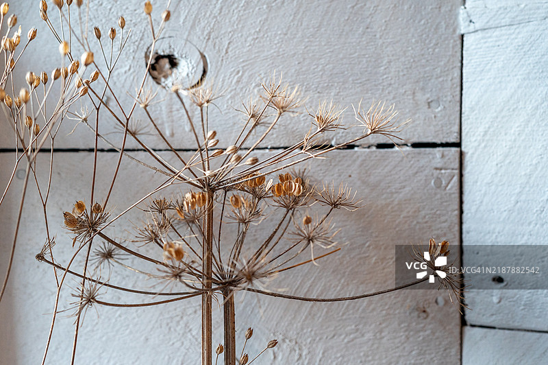 干燥的茴香种子头 - 苏格兰。图片素材