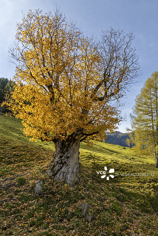 一棵巨大的老梧桐(Acer pseudoplatanus)在萨尔巴赫-兴特格莱姆的草地上,黄叶在晴朗的天空下摇曳,奥地利,欧洲图片素材
