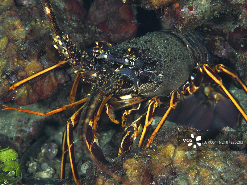 地中海海域靠近伊尔岛的欧洲刺龙虾（Palinurus elephas）特写，壳体细节清晰可见。潜水地点：吉恩半岛的莱斯格罗特，普罗旺斯阿尔卑斯蓝色海岸，法国，欧洲。图片素材