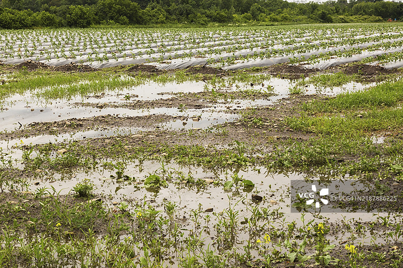 年轻的蔬菜作物被塑料薄膜保护,在夏季因气候变化而遭受严重降雨导致的洪水和损坏中生长,魁北克,加拿大,北美图片素材