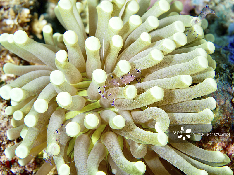 淡绿色的海葵蘑菇珊瑚（Heliofungia actiniformis）在水下环境的海床上，潜水地点：亲密接触，佩穆特兰，巴厘岛，印度尼西亚，亚洲图片素材