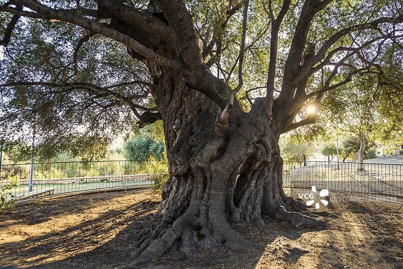 古老的千年橄榄树，圣玛丽亚纳瓦雷塞，奥罗塞伊国家公园，巴乌内，努奥罗，撒丁岛，意大利，欧洲图片素材