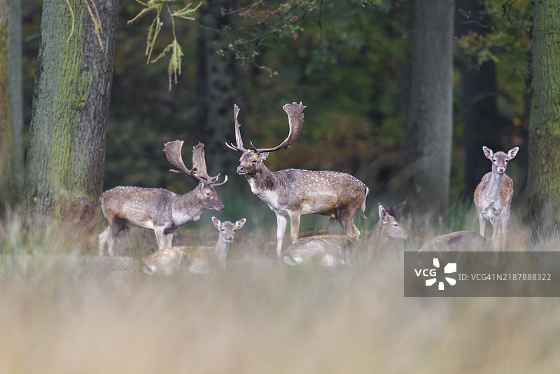 梅花鹿（Dama dama），德国，欧洲图片素材