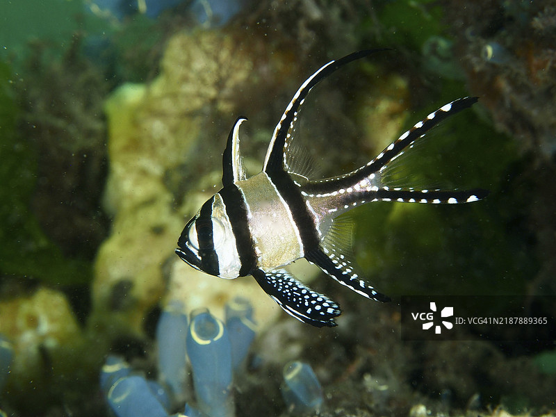 一只班戈鱼(Pterapogon kauderni)在五彩斑斓的珊瑚和海鞘附近游动,潜水地点:秘密湾,吉利马努克,巴厘岛,印度尼西亚,亚洲图片素材