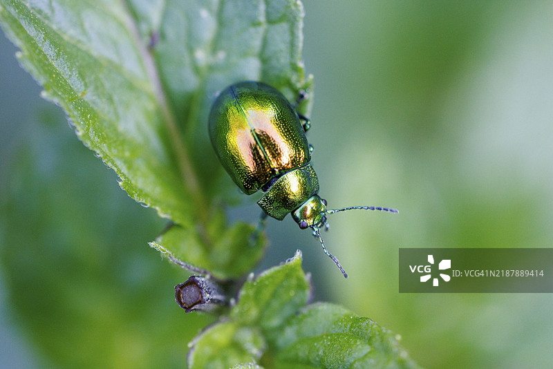 玫瑰甲虫（Cetoniinae），德国，欧洲图片素材
