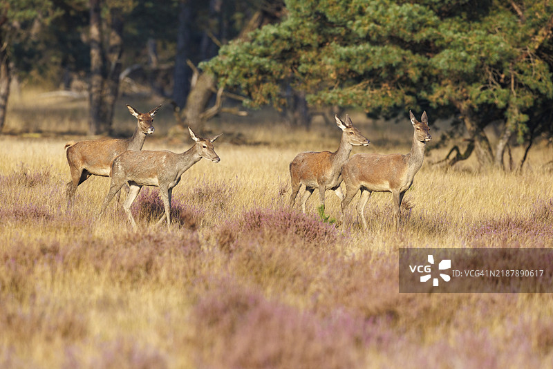 红鹿（Cervus elaphus），荷兰霍赫维卢国家公园图片素材