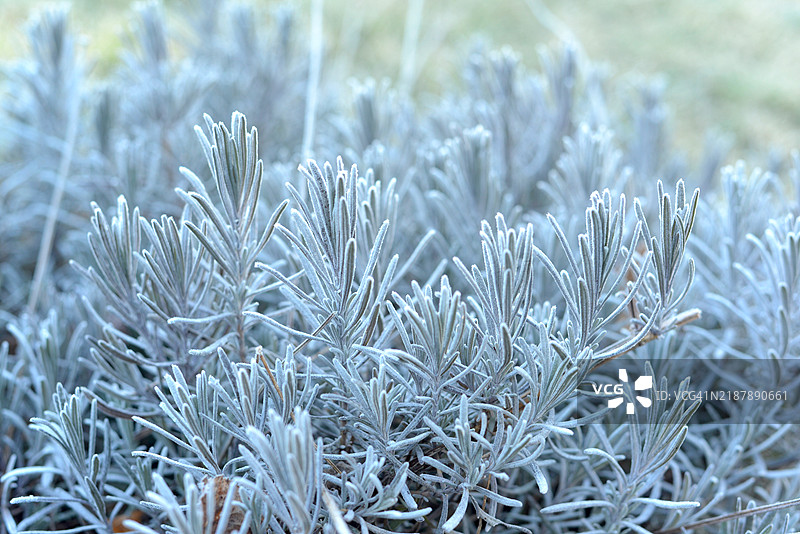 薰衣草植物上的霜图片素材