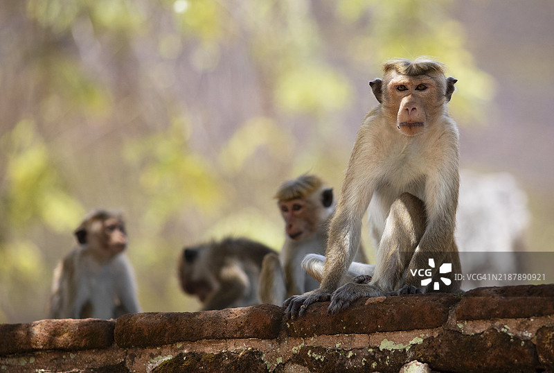 斯里兰卡中部省波隆纳鲁瓦废墟中的锡兰帽猴（Macaca sinica）图片素材