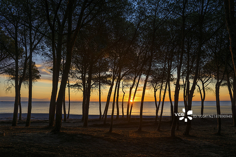 孤独的沙滩和松树林，伊苏拉曼纳海滩，日出，圣玛丽亚纳瓦雷塞，奥罗塞伊湾国家公园，鲍内伊，努奥罗，撒丁岛，意大利，欧洲图片素材