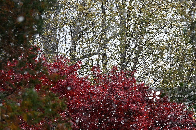 秋季的雪花纷飞图片素材