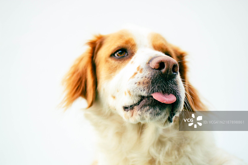 吐着舌头、表情顽皮的狗狗图片素材
