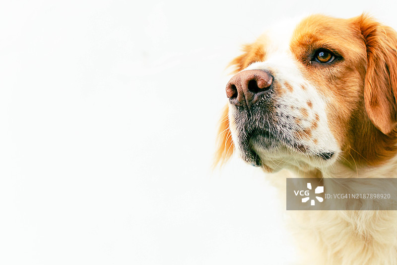 一只目光专注的狗在白色背景上。图片素材