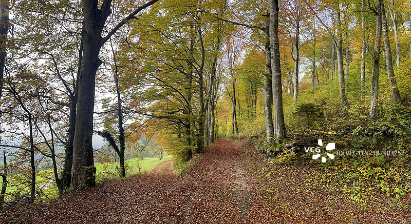 森林边缘五彩斑斓的落叶，瑞士索洛图恩的维森，欧洲图片素材